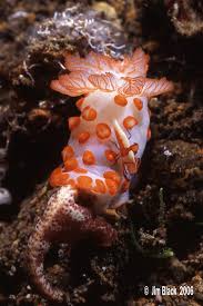 Image result for Gymnosporia gracilipes