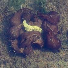 A closely related species, aplysia vaccaria, the black sea hare, can grow to be larger still. California Seahare Common Marine Invertebrates Of Lake Merritt Inaturalist