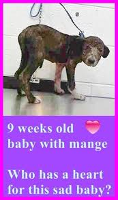 Black And White American Bulldog Mix Belle A1691737 I Am A Female Black And White American Bulldog Mix The Shelter Staff Think I Am About 9 Weeks Old And I We Dog Adoption Nyc Dogs Shelter Dogs