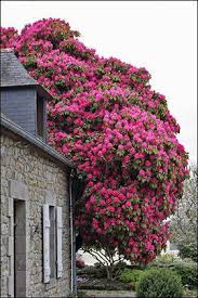 100 Year Old Rhododendron For Sure Will Have One Of These Trees At My Future Home Plants Beautiful Gardens Dream Garden