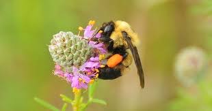 13 Wege Wie Jeder Den Bienen Helfen Kann Petitionen Sind Nicht Genug Bienenprodukte Bienen Bienenfreundlicher Garten