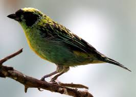 Image result for Habenaria tenuispica