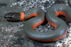 Coral Bellied Ring Necked Snake Diadophis Punctatus Pulchellus