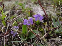 Image result for Fuirena sagittata