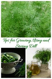 Check spelling or type a new query. Growing Dill Planting Storing And Harvesting Dill Weed