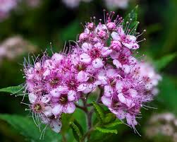 Image result for Spiraea japonica ´Little Princess