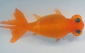 Mature seed scale with two winged seeds. Goldfish Dropsy Disease Treatment For Goldfish