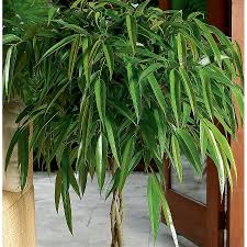 Image result for Ficus fischeri