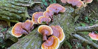 Image result for Ganoderma tsugae