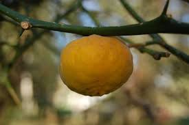 Image result for Citrus trifoliata