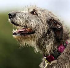 Separate the tangles using your fingers. Wired Coat Care Stripping American Kennel Club