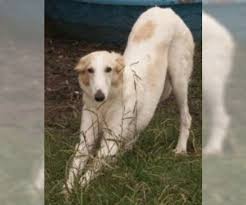 The silken windhound is an american breed of sighthound that originated in texas in the mid 1980's. Silken Windhound Puppies For Sale Near Chicago Illinois Usa Page 1 10 Per Page Puppyfinder Com