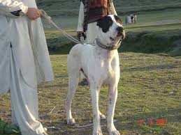Bully Kutta Dog Puppy Dog Gallery Learn everything about the bully kutta dog breed including temperament, care, and more. bully kutta dog puppy dog gallery