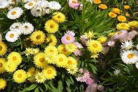 Image result for Helichrysum aureo-nitens