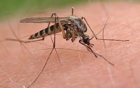 Borelioza występuje na całym świecie, dokładnie wszędzie tam, gdzie są kleszcze. Borelioza Objawy I Leczenie Choroby Odkleszczowe Brm Med Biorezonans Warszawa