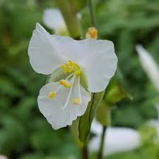 Image result for Commelina albescens
