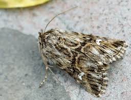 Image result for Thecacoris spathulifolia