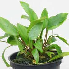 When grown in an open space the leaves will virtually lie on the bottom. Cryptocoryne Wendtii Green