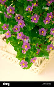 Image result for Exacum zombense