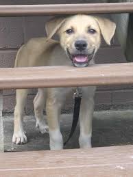 Please welcome Cannoli to the Angel's Crew. He is just adorable! He's  estimated around 16-17 weeks old because he is losing lots of his baby  teeth and he weighs 20 pounds. He