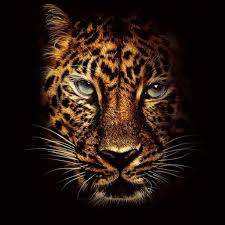 Paling Populer 15 Wallpaper Android Singa Hitam Animals Wallpapers Free Hd Tiger Wallpapers Aplikasi Lion Wallpaper Background In 2020 Binatang Singa Hewan