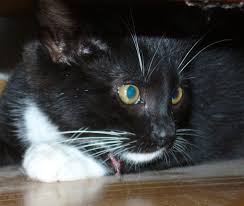 Die antworten finden sie hier bei agila. Katzenschnurrtherapie Gerat Heilt Und Ersetzt Die Katze