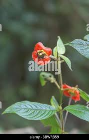 Image result for Psychotria auxopoda