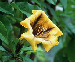 Image result for Solandra maxima