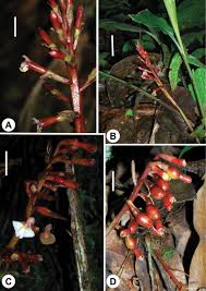 Image result for Pavetta troupinii