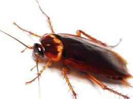 46 Amazing Uses For Wd 40 Kill Roaches Kill Bugs Roach Infestation