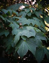 Image result for Firmiana simplex