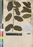 Image result for Chrysophyllum welwitschii