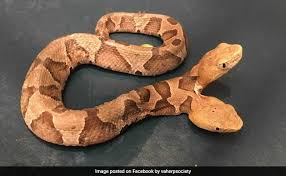 Snake skins may seem a little gross, but you can think of them as gifts. Two Headed Copperhead Snake Found In Us Scientists Take A Closer Look