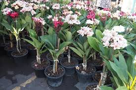 Dig a hole only as deep as the root ball and 2 to 3 times as wide. How To Grow And Care Plumeria Plant Amazing Tips Gardening Tips And Tricks