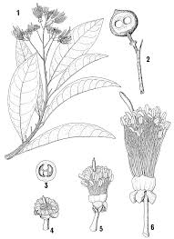 Image result for Buchholzia