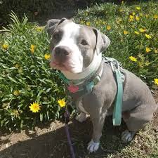 This might be a very strong and powerful breed that might be best for first time dog owners. American Bulldog And Pitbull Mix Puppies Online