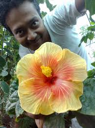 My hibiscus at the best! Hibiscus blooms!😇💐