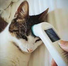 Ubat demam bagi kucing yang cukup baik iaitu tolfenamic acid kerana dapat menangani berbagai permasalah demam termasuk tr4uma, tumor, infeksi dan penyakit lainnya pada kucing. Pethealth Advisor At Pencinta Haiwan Cara Merawat Kucing Demam Assalamualaikum Dan Salam Sejahtera Hari Ni Saya Nak Kongsikan Pula Cara Merawat Kucing Demam Sama Juga Pada Anjing Untuk Sebarang Pertanyaan Berkaitan