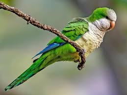 Monk Parakeet Identification All About Birds Cornell Lab