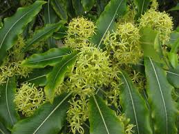 Image result for Pittosporum eugenioides