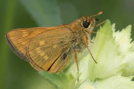 Image result for Ochlodes sylvanus