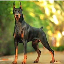 pin by isaac nolan on fauna doberman doberman dogs cute wild animals