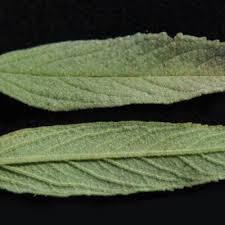 Image result for Hermannia eenii