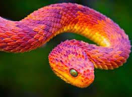 American Blush Viper Pretty Snakes African Bush Viper Nature Animals
