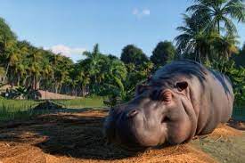 Walk ups after 1 pm are not guaranteed entry. Planet Zoo Pc Crack Archives Crackgods