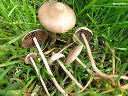 It is best to get help if you are not. Are You Really Going To Eat Those Mushrooms Chicago Botanic Garden