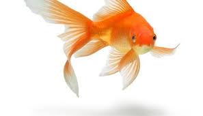 All About Goldfish How To Care For A Goldfish Fish At Home Goldfish Aquarium Goldfish Fish
