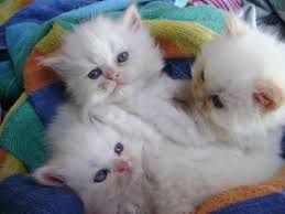 What is known is that these charming cats have existed for centuries and that persians were exhibited at the first cat show ever held in the united kingdom at crystal palace in 1871. Flame Point Himalayan Kittens For Sale In Sugarloaf Pennsylvania Classified Americanlisted Com