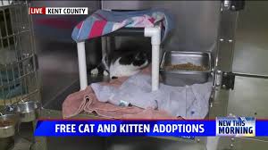 There is only one way. Cats And Kittens Are Free For Adoption At The Kent Co Animal Shelter