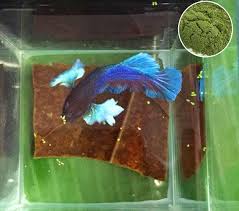 Betta Fish Snack Dried Green Algae Healthy Fish Food Wolffia Arrhiza Duckweed